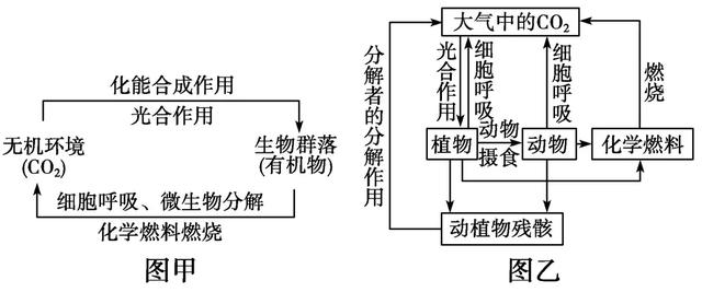 生态系统的物质循环重要考点汇总，考前必过一遍！