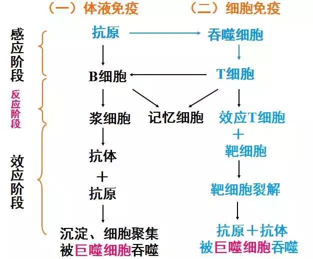 干货丨高中生物免疫调节知识总结！拿走收藏