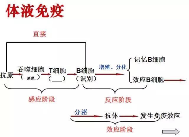 干货丨高中生物免疫调节知识总结！拿走收藏