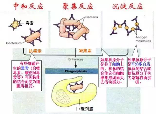 干货丨高中生物免疫调节知识总结！拿走收藏