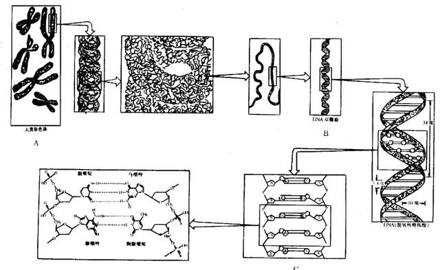 高中生物必修2知识点：现代生物进化理论