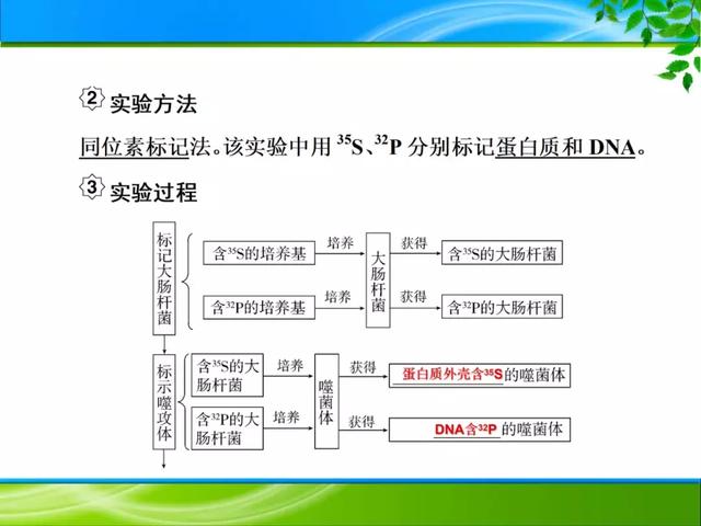 期末复习 | 遗传的分子基础——DNA是主要的遗传物质