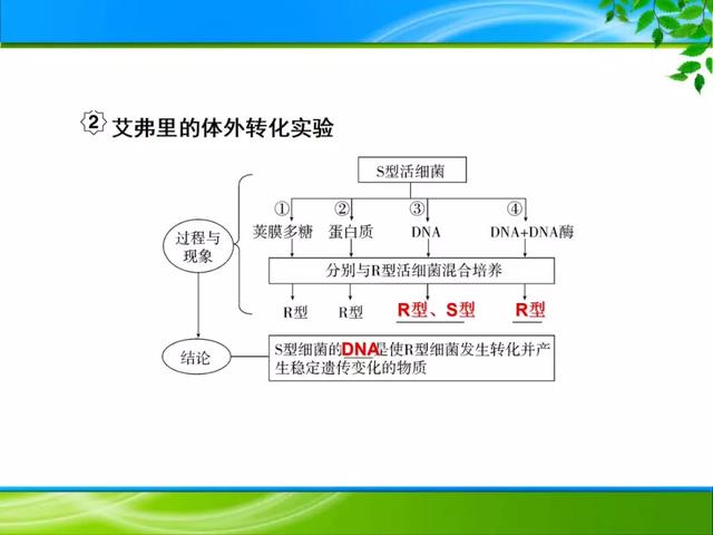 期末复习 | 遗传的分子基础——DNA是主要的遗传物质