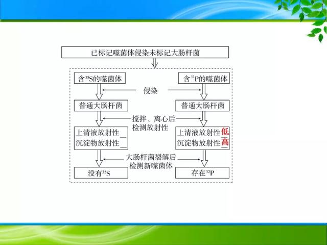 期末复习 | 遗传的分子基础——DNA是主要的遗传物质