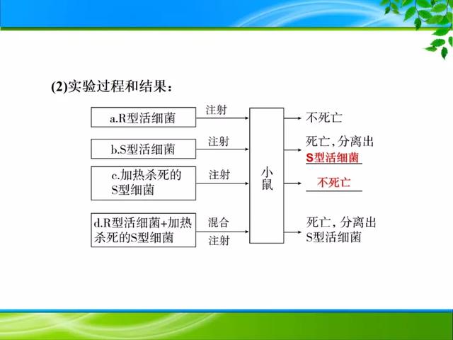 期末复习 | 遗传的分子基础——DNA是主要的遗传物质