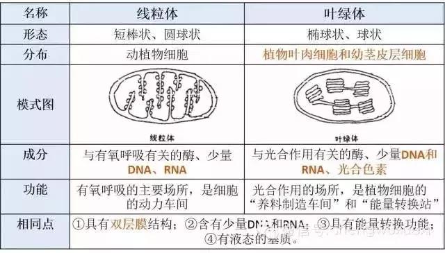 期末汇总丨各种细胞器的比较，提前收藏