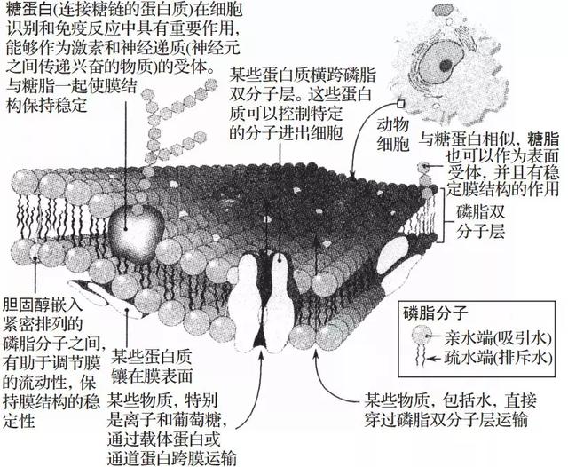 「高中生物」生物膜的流动镶嵌模型及物质跨膜运输的方式汇总，