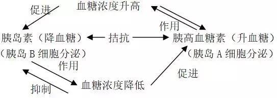 动物&人体生命活动的调节知识点总结，必备利器