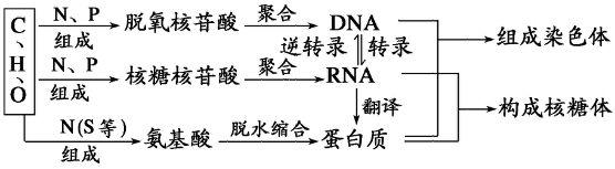 分子与细胞结构：知识点归纳拓展