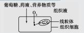 分子与细胞结构：知识点归纳拓展