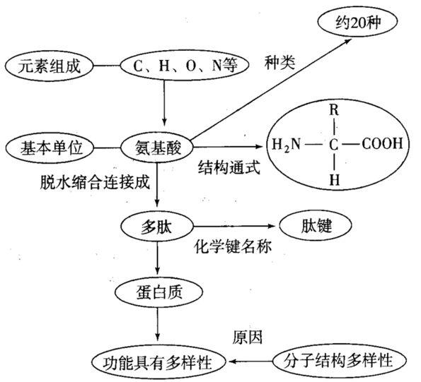 分子与细胞结构：知识点归纳拓展