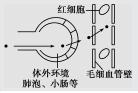 分子与细胞结构：知识点归纳拓展