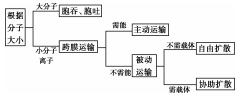 分子与细胞结构：知识点归纳拓展