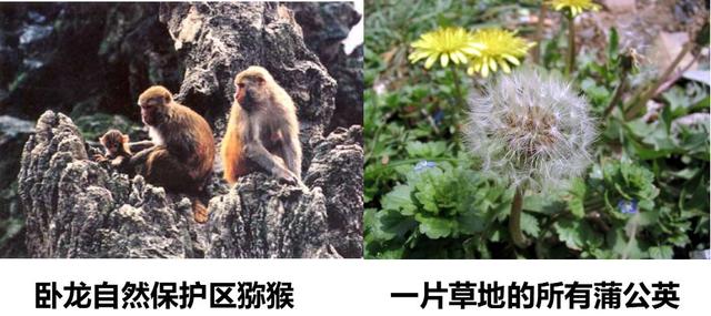 高考生物 | 7.2.1种群基因频率的改变与生物进化