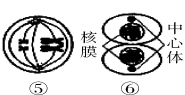 四川省绵阳市丰谷中学高三上学期开学考试生物试题（含答案）（文件编号：21021713）