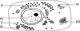 四川省绵阳市丰谷中学高三上学期开学考试生物试题（含答案）（文件编号：21021713）