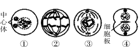 四川省绵阳市丰谷中学高三上学期开学考试生物试题（含答案）（文件编号：21021713）