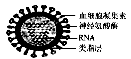 四川省绵阳市丰谷中学高三上学期开学考试生物试题（含答案）（文件编号：21021713）