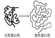 河北省唐山一中高一开学调研生物试题（含答案）（文件编号：21021716）