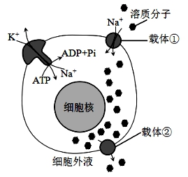 江西省新余四中、宜春中学高三下开学联考理科综合试题（含答案）（文件编号：21021819）