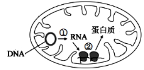 江西省新余四中、宜春中学高三下开学联考理科综合试题（含答案）（文件编号：21021819）