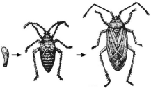 人教版八年级生物下册《7.1.2昆虫的生殖和发育》能力提升卷及答案（文件编号：21022720）