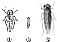 人教版八年级生物下册《7.1.2昆虫的生殖和发育》能力提升卷及答案（文件编号：21022720）