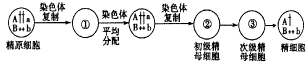 高中生物必修二暑假提升练习及答案：基因和染色体的关系（文件编号：21030423）