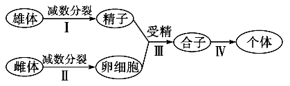 高中生物必修二暑假提升练习及答案：基因和染色体的关系（文件编号：21030423）