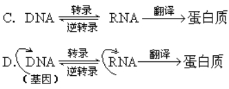 高中生物必修二暑假提升练习及答案：基因对性状的控制（文件编号：21030426）