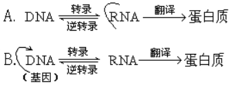 高中生物必修二暑假提升练习及答案：基因对性状的控制（文件编号：21030426）