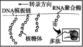 苏教版高中生物必修2第四章过关检测训练及答案解析（文件编号：21031110）