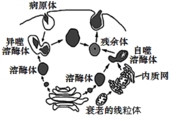 2021年高考生物全真模拟测试卷（文件编号：21031401）