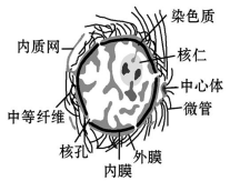 高考生物一轮复习阶段评估检测带答案（文件编号：21040103）