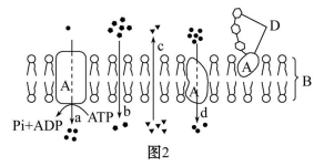 高考生物一轮复习阶段评估检测带答案（文件编号：21040103）